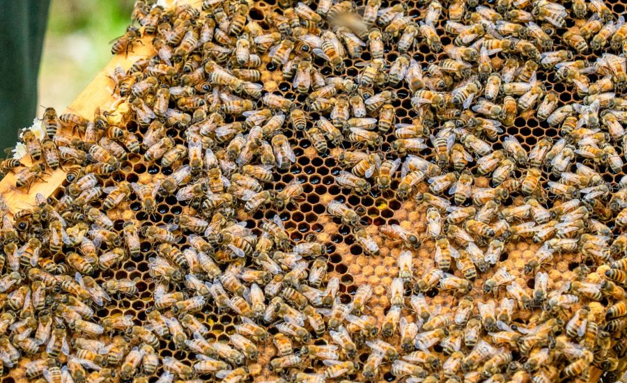 密集している蜂
